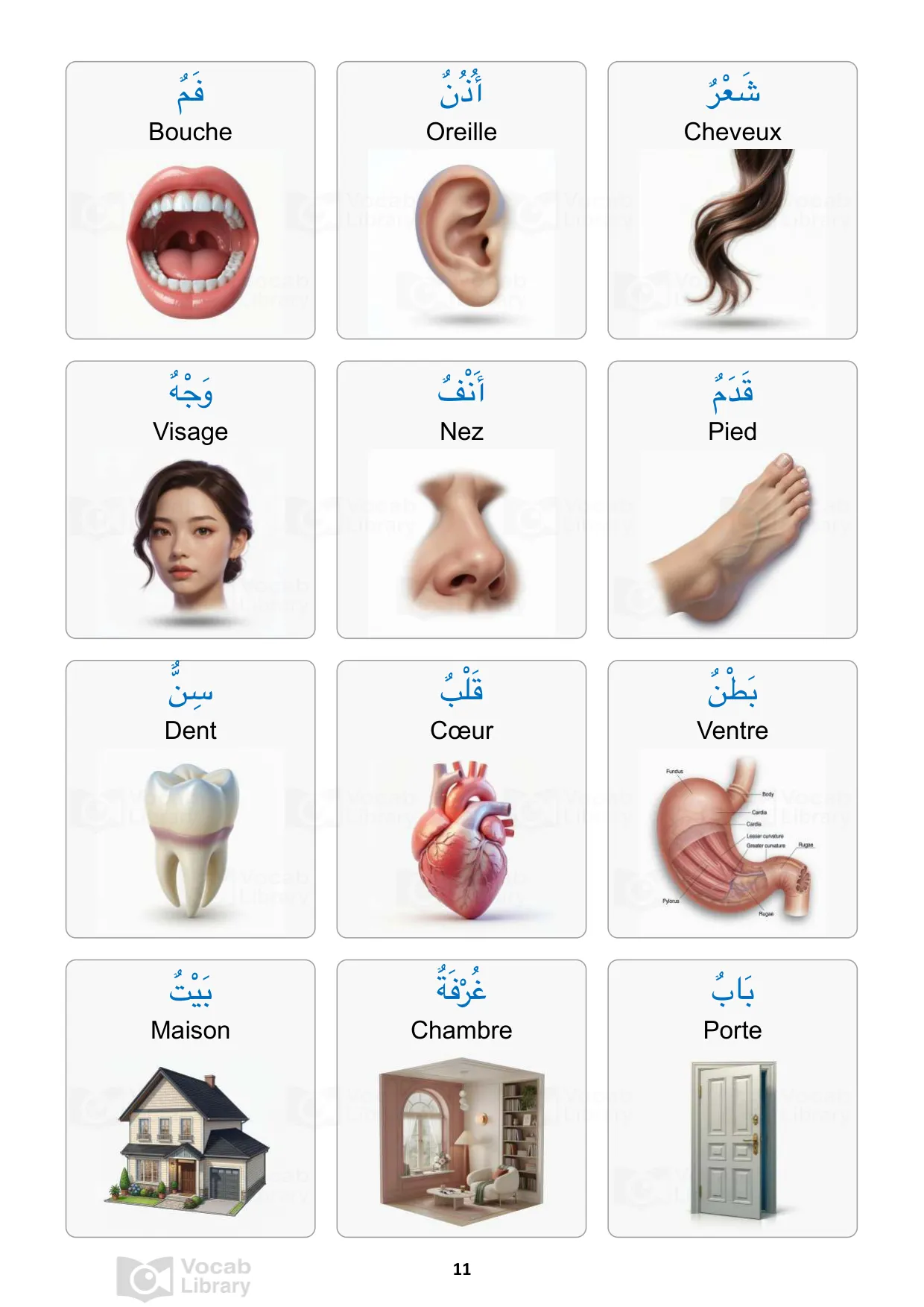 Vocabulaire corps humain et maison en arabe